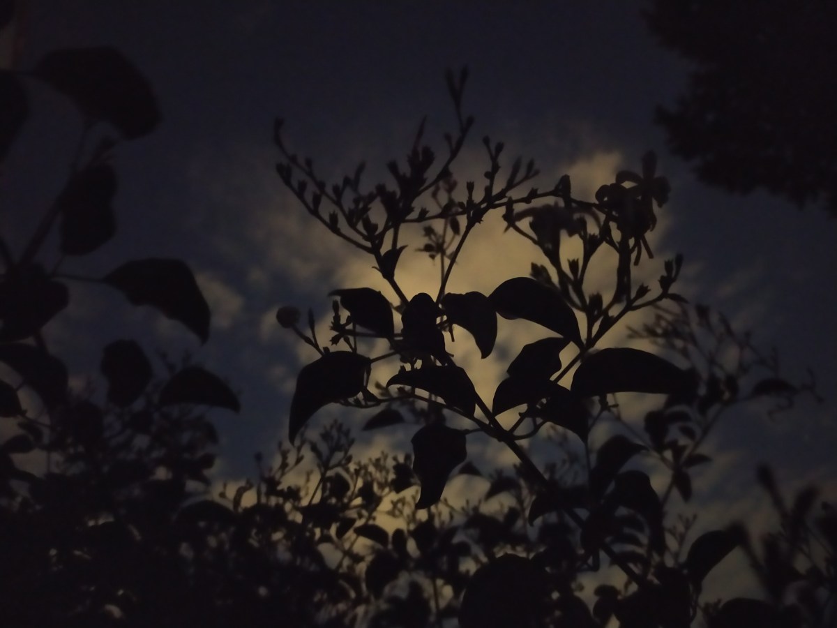 Insomnes diacrítics